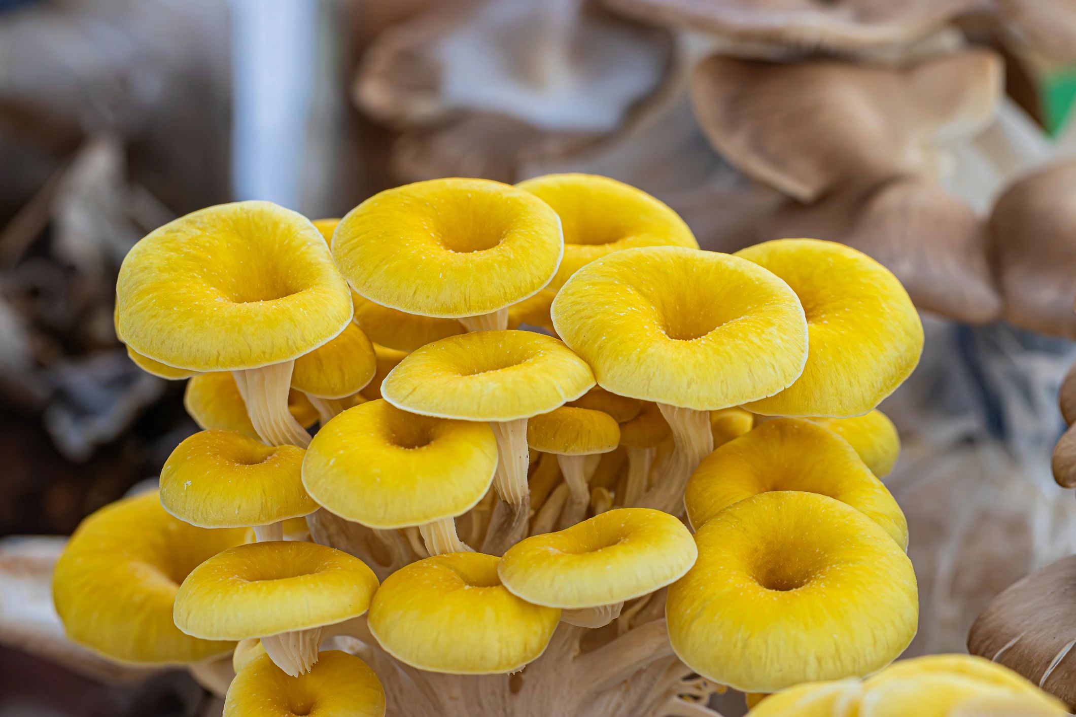 Fresh Golden Oyster mushrooms grown at Chiltern Hills Mushrooms