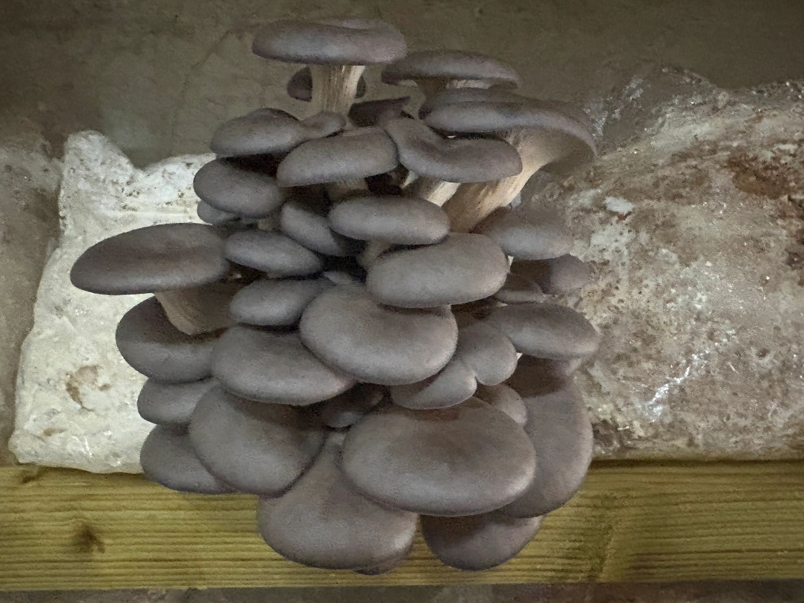Fresh Grey Oyster mushrooms grown at Chiltern Hills Mushrooms