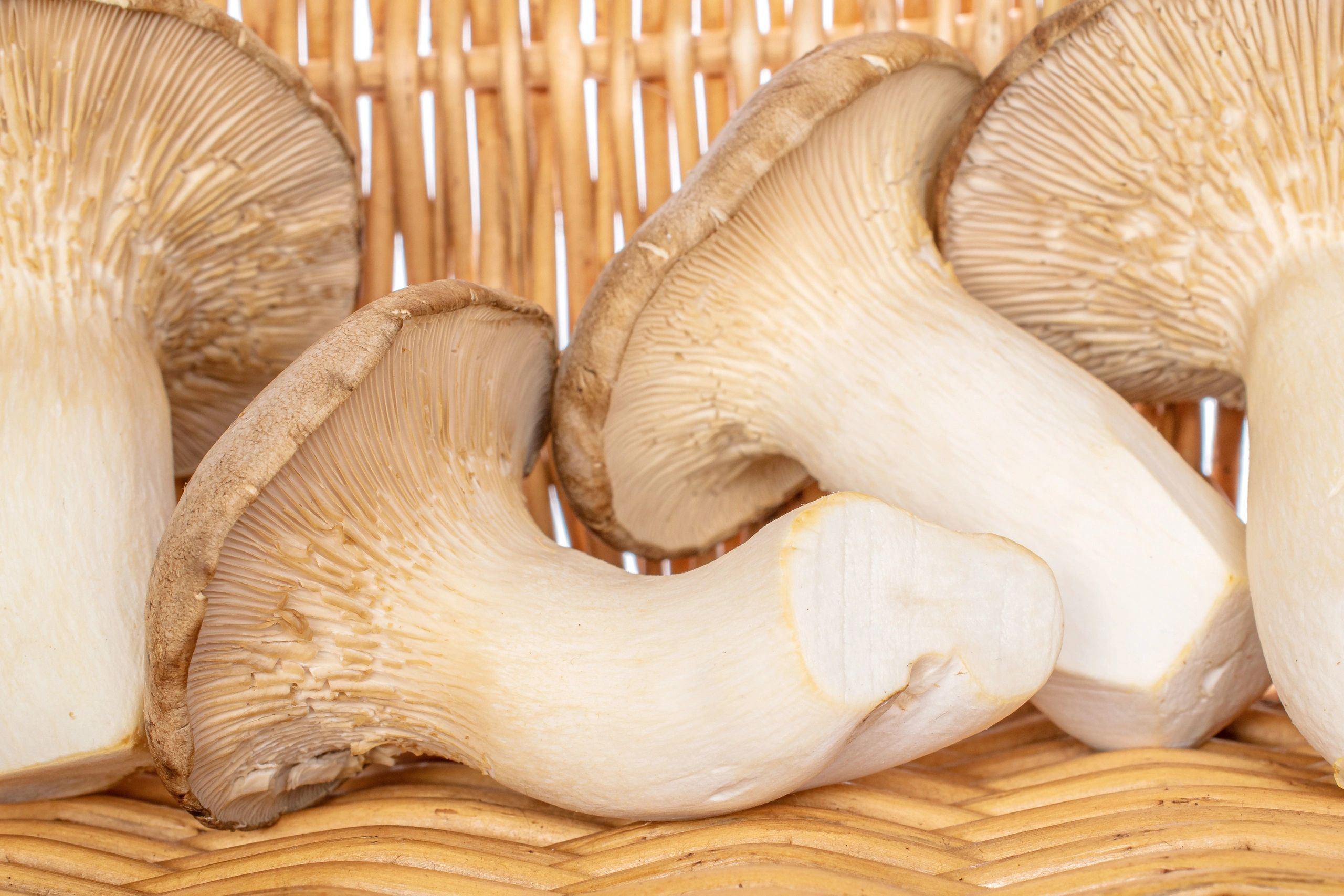 Fresh King Oyster mushrooms grown at Chiltern Hills Mushrooms