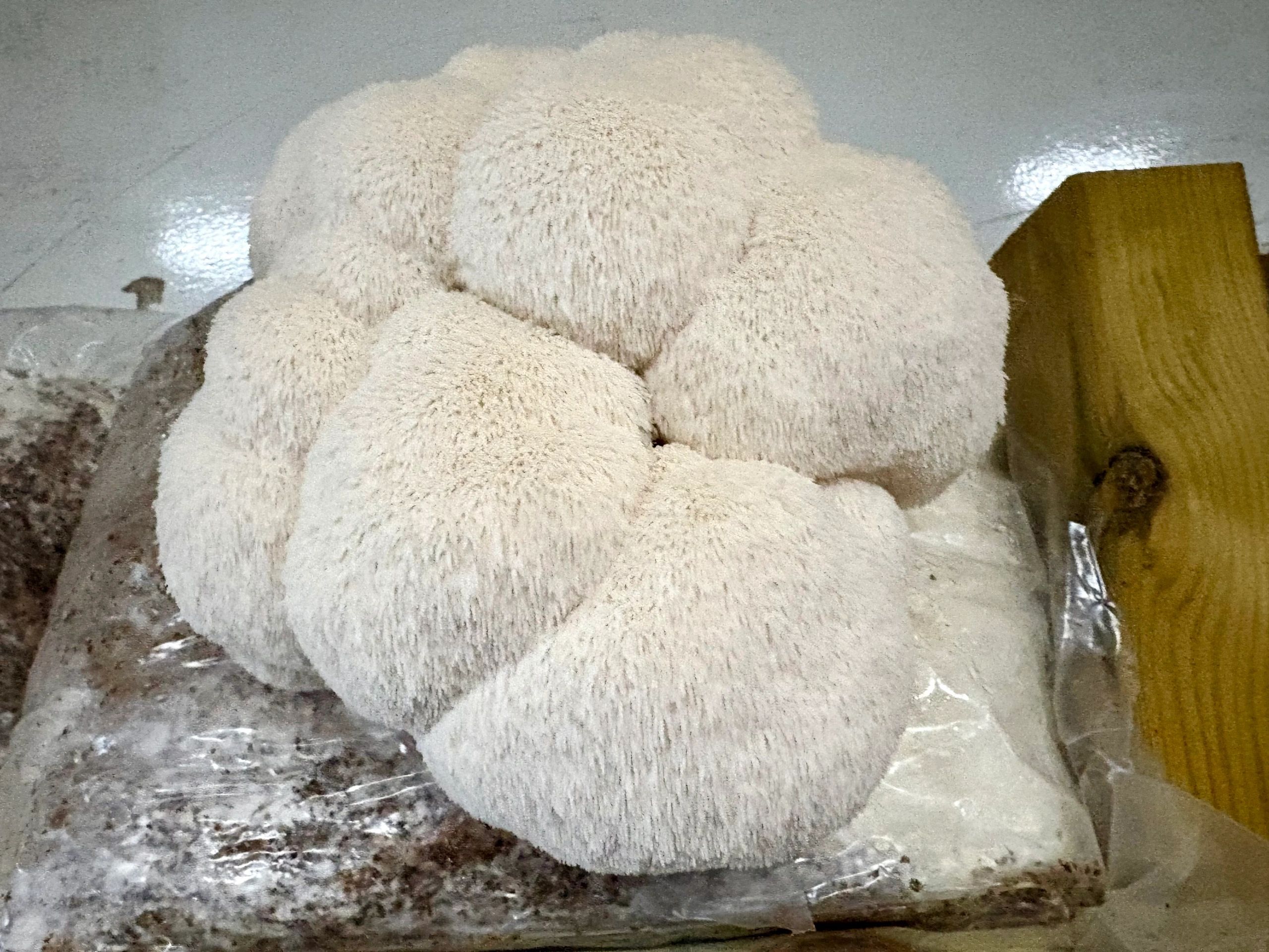 Lion's Mane mushroom close-up