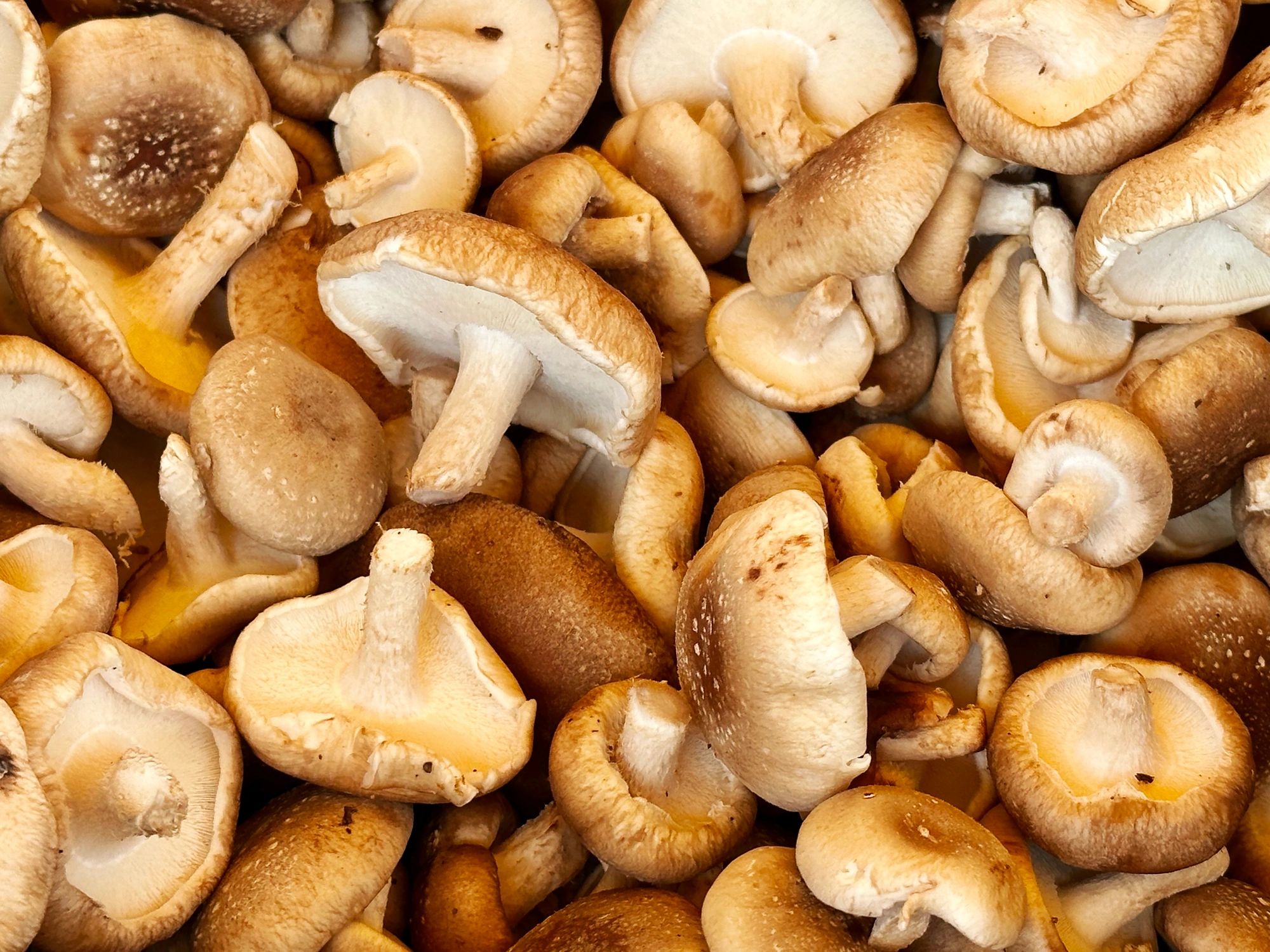 Fresh Shiitake mushrooms grown at Chiltern Hills Mushrooms