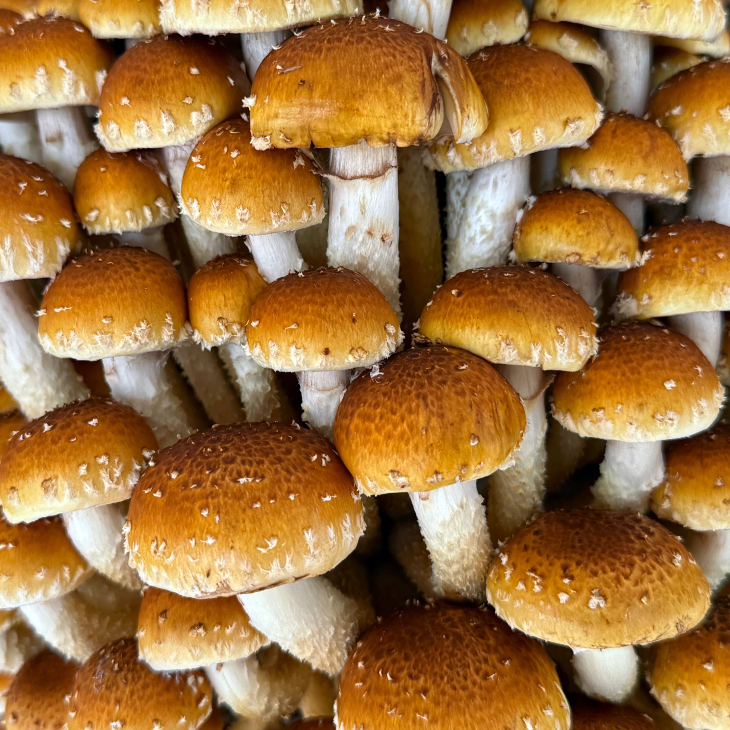Fresh Speckled Chestnut (nameko) mushrooms grown at Chiltern Hills Mushrooms